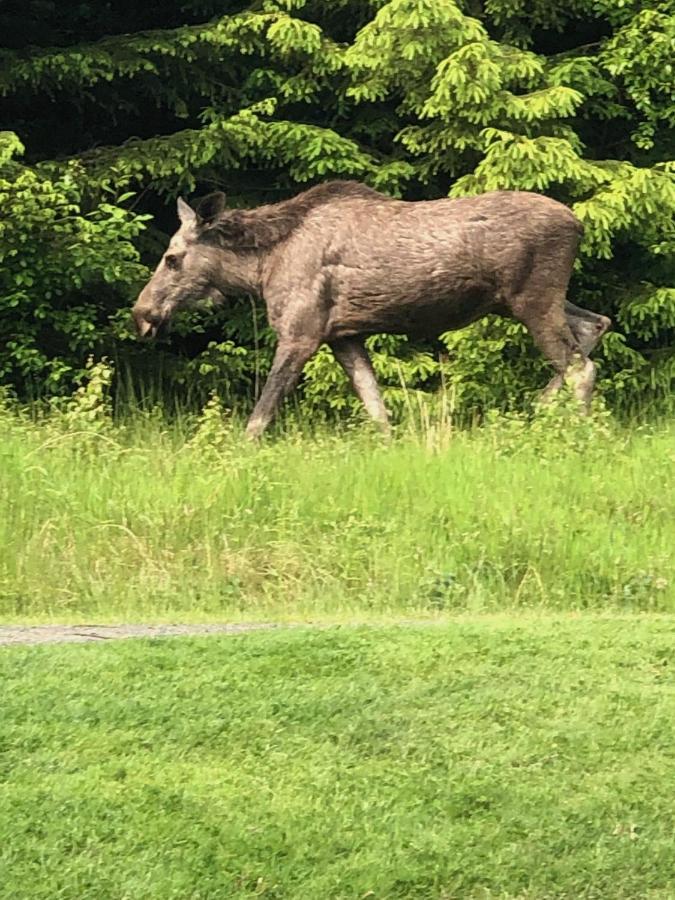 Villa Skog Fegen Naera Ullared Esterno foto